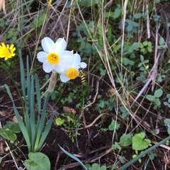 Narcissus tazetta tazetta