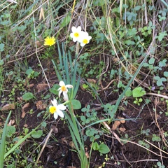 Narcissus tazetta tazetta