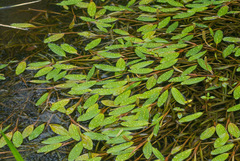 Potamogeton epihydrus