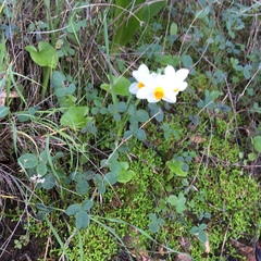 Narcissus tazetta tazetta