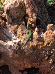 Podarcis waglerianus