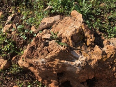 Podarcis waglerianus