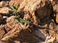 Podarcis waglerianus