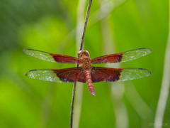 Camacinia gigantea