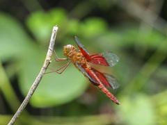 Camacinia gigantea