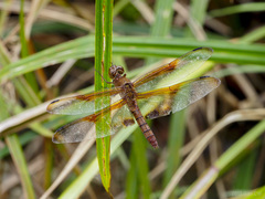 Camacinia gigantea