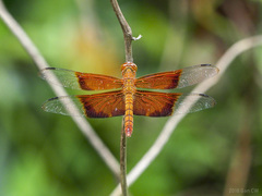 Camacinia gigantea