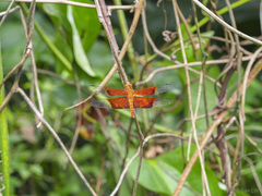 Camacinia gigantea