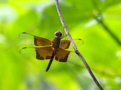 Camacinia gigantea