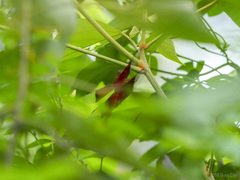 Camacinia gigantea