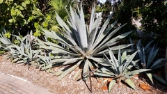 Agave americana