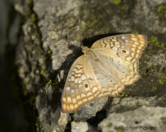 Anartia jatrophae