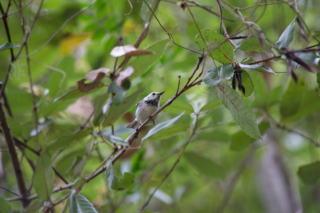 Black-throated Gray × Hermit Warbler