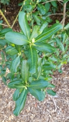 Myrsine cubana