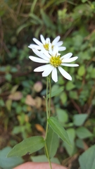 Aster trinervius