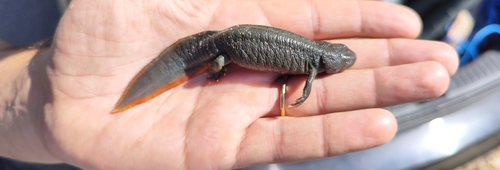 Veliki vodenjak (Triturus carnifex)