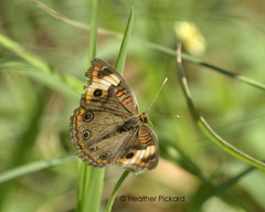 Junonia neildi