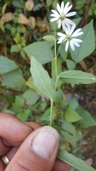 Aster trinervius
