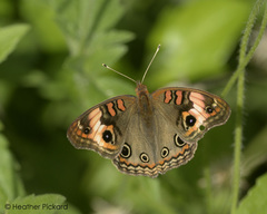 Junonia neildi