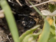 Latrodectus tredecimguttatus