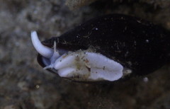 Atrimitra idae