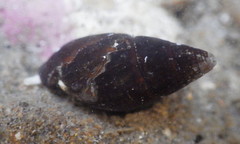 Atrimitra idae