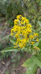 Senecio cappa