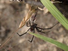 Latrodectus tredecimguttatus