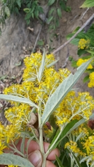 Senecio cappa