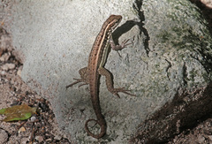 Leiocephalus lunatus