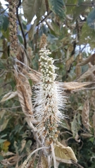 Leucosceptrum canum