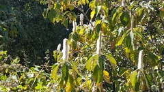 Leucosceptrum canum