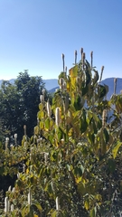 Leucosceptrum canum