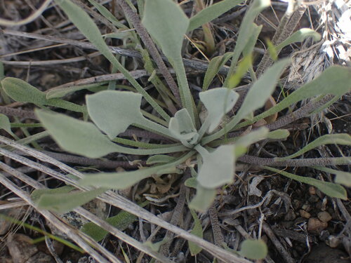 Image of Douglas' Bladderpod (Physaria douglasii) by no rights reserved