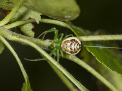 Diaea suspiciosa