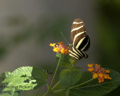 Heliconius charithonia