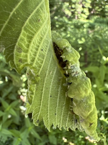 Woolly Elm Aphid photo 5