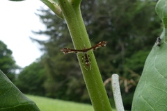 Geina tenuidactylus