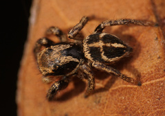 Habronattus klauseri