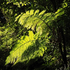 Sphaeropteris novae-caledoniae