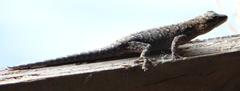 Lygodactylus chobiensis