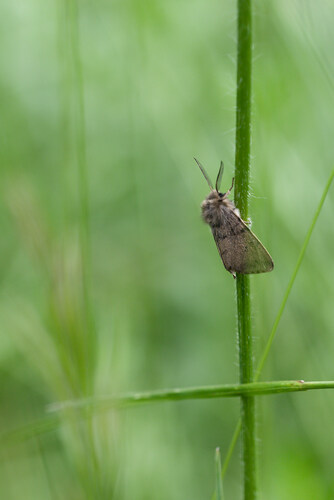 Diaphora sordida