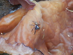 Coryphasia albibarbis