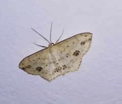 Scopula pulchellata