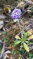 Primula glomerata