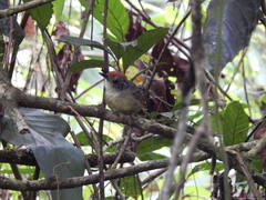 Dysithamnus