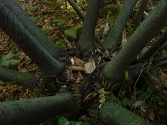 Ptisana attenuata