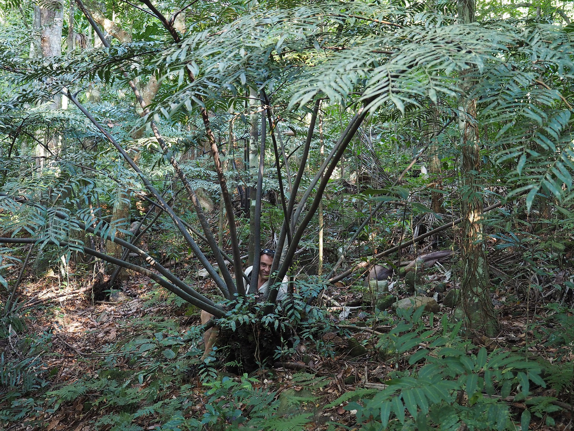 Ptisana attenuata