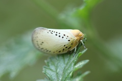 Poekilloptera