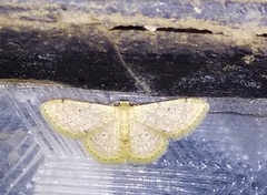 Idaea ptyonopoda
